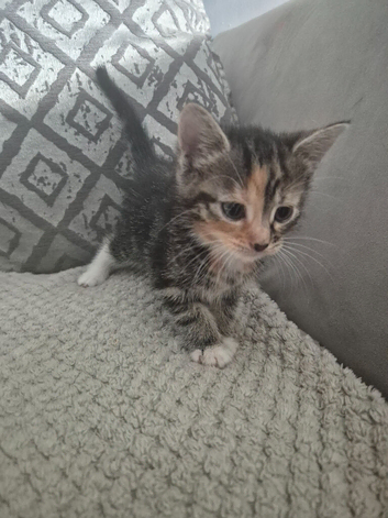 Beautiful kittens looking for there forever homes