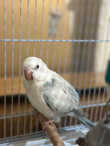 ( Pending For Collection )12 weeks old hand reared babe blue mutation Quaker