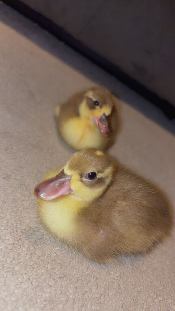 2 ducklings with heat lamp