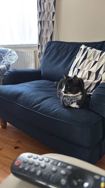 Maine coon siamese cross tuxedo cats