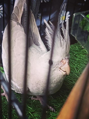 Jevineile female cockatiel