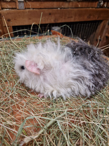 One only baby texel boy guinea pig