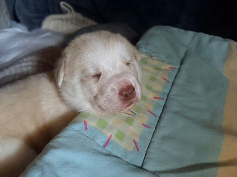 Beautiful fluffy pups