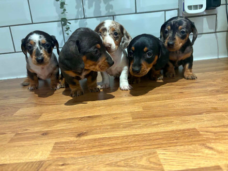 5 beautiful little dachshund puppies