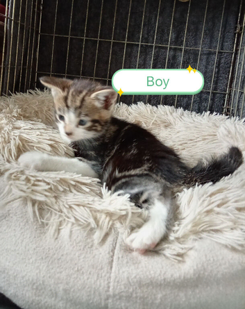 Ginger and other gorgeous kittens ready now