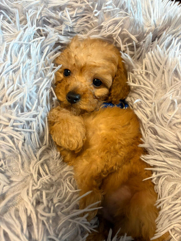 Toy Poodle for sale