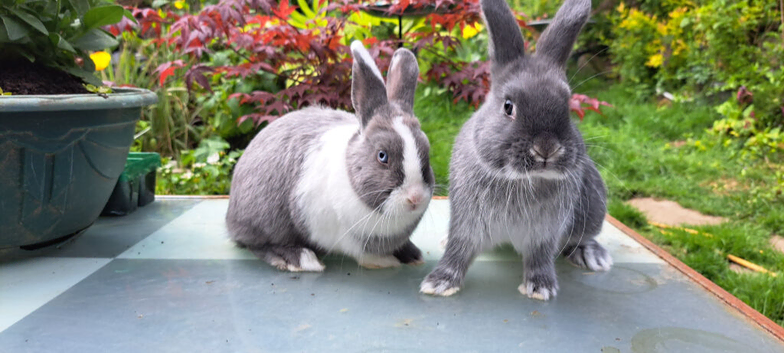 Beautiful friendly 3/4 Netherland cross rabbits