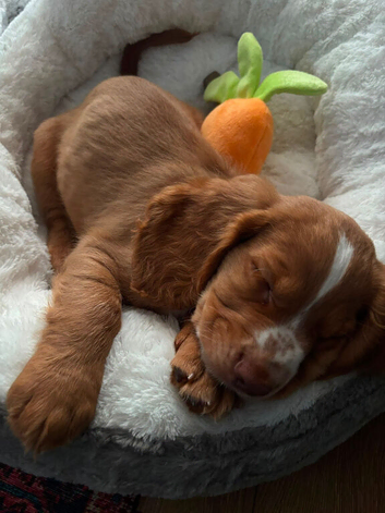 Cocker spaniel