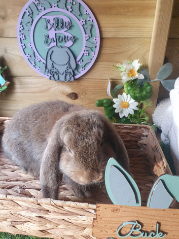 Vaccinated French lop Bucks