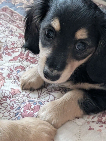 KC miniature dachshund