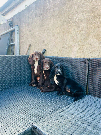 Cocker spaniel boys