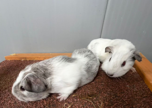 Baby guinea pigs