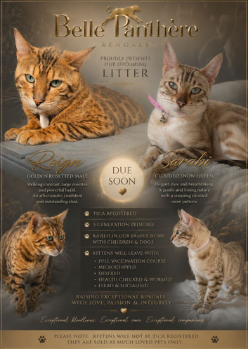 Exquisite Pedigree Bengal Kittens Due in Approximately 9 Weeks
