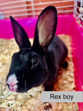 Black vm Rex buck