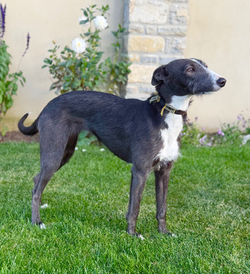 Bedlington whippet
