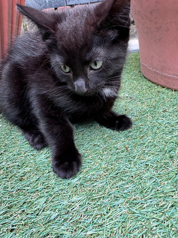 Gorgeous kittens