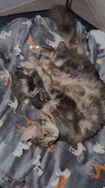 Beautiful maincoon kittens