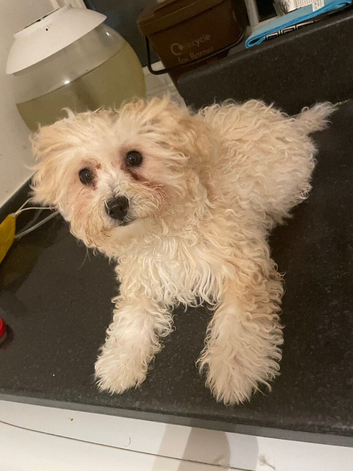 bichon frise