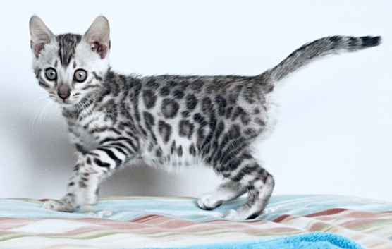 Ready Silver Black Rosette Bengal Kitten