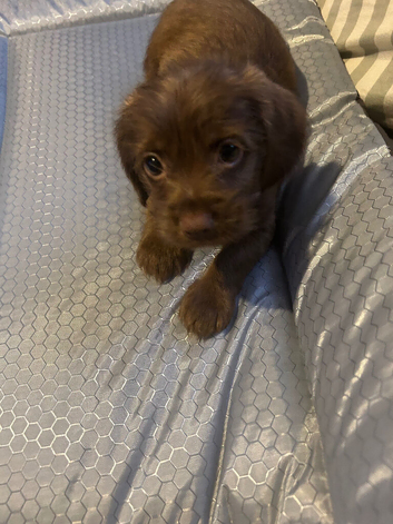 Puppy looking for new home