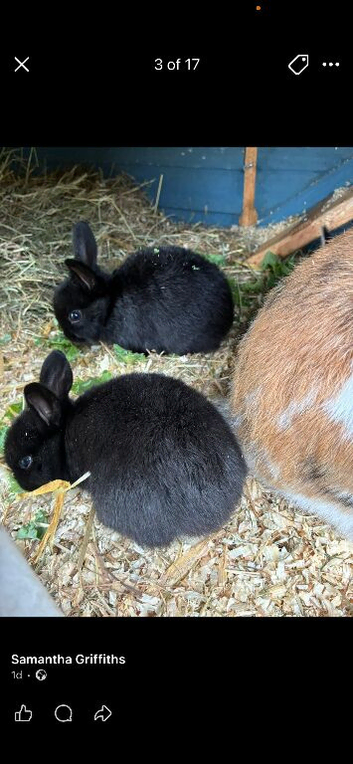6 rabbits ready 13th june