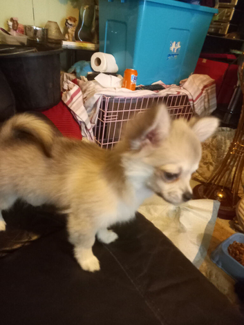 Pupies