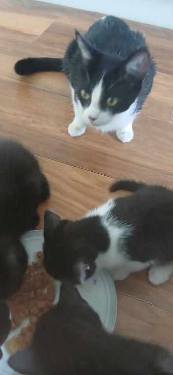 4 female kittens