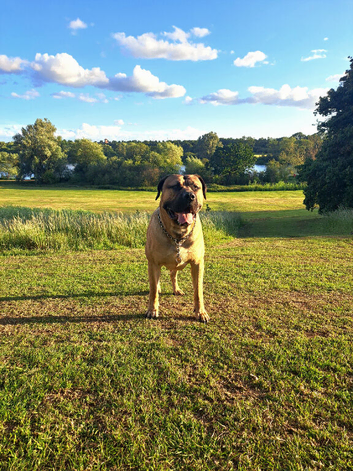 Boerboel mix Neapolitan dog for STUD only