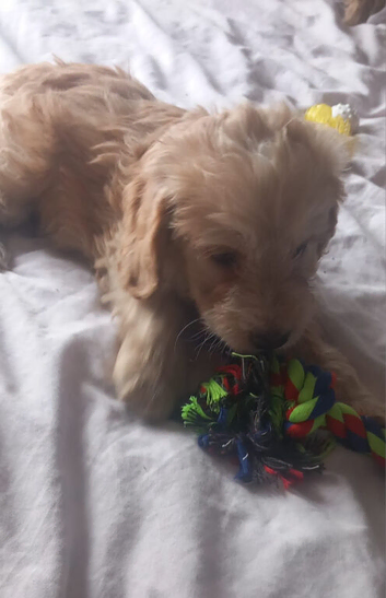 F1b cockapoo puppies