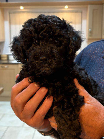Adorable female puppy looking for her forever home