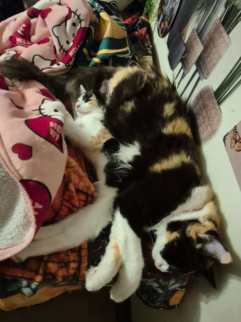 Exquisite Maincoon x Siamese Kittens, x 2 girls