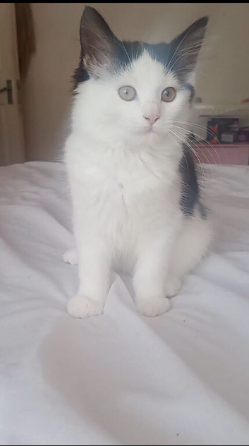 Female kitten for rehoming