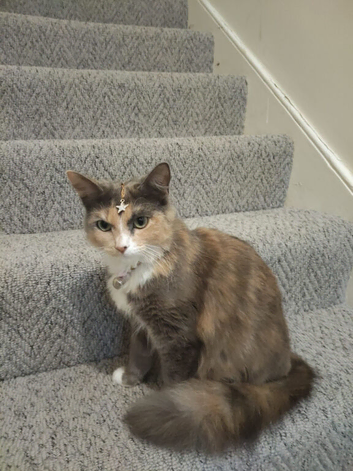 Cat looking for home
