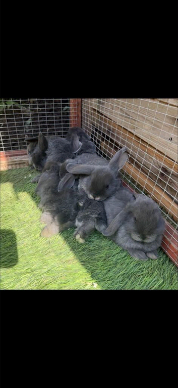 Beautiful  mini lops
