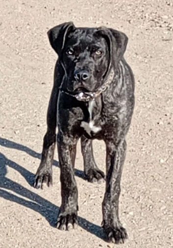Male cane corso