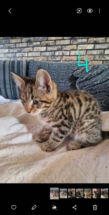 Mix breed kittens maine Coon x Silver bengal