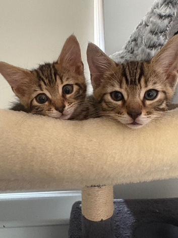 Stunning Bengal Kittens &ndash; 1 Girl & 2 Boys Ready for Loving Homes