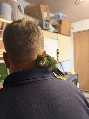 Hand reared kakariki