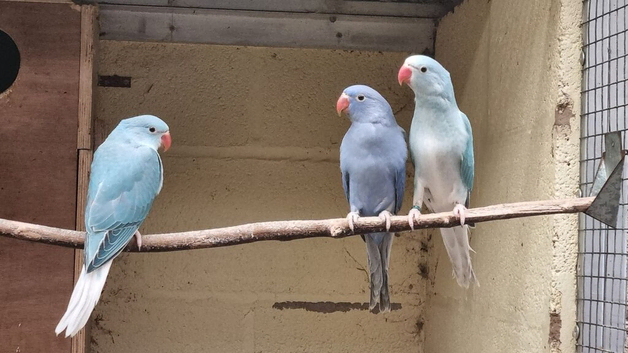 Mutation Ringnecks