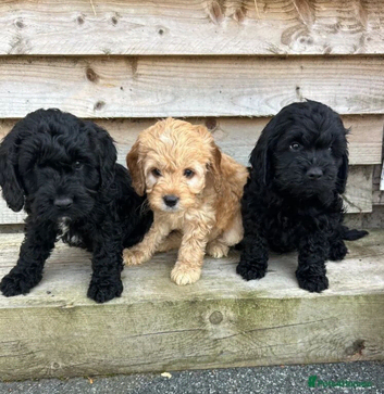 Cockapoo pups