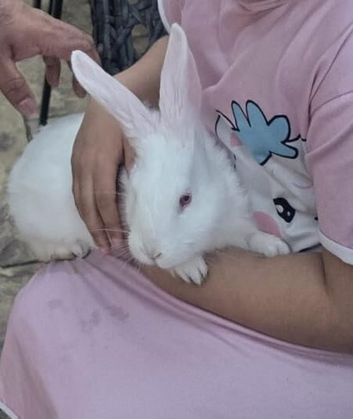 Adorable White Female Rabbits for Sale &ndash; Complete Setup Included
