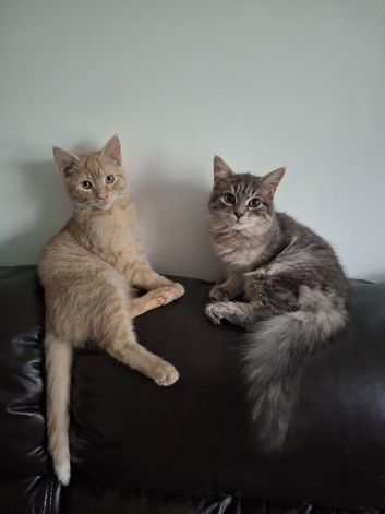 2x kittens