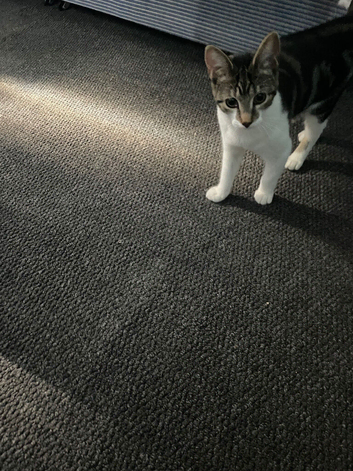 Kitten