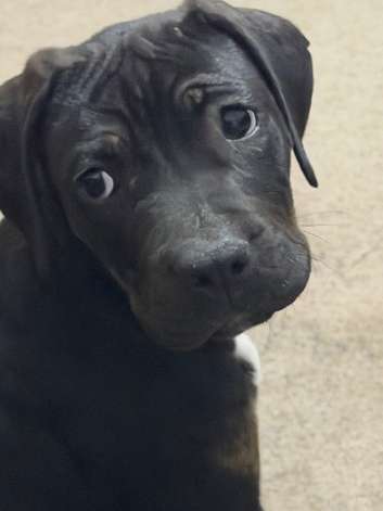 puppy American bulldog mixed with mastiff