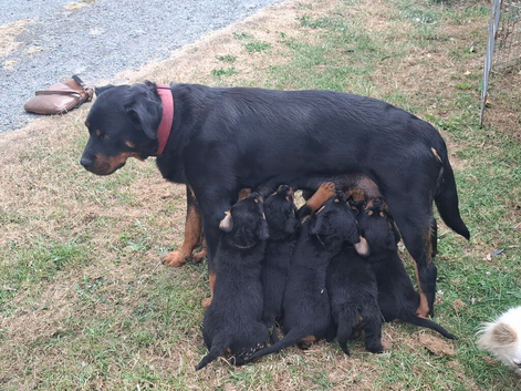 Gorgeous pedigree babies