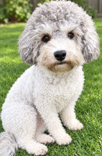 Beautiful 2-Year-Old Silver & White Toy Poodle &ndash; Looking for His Forever Home