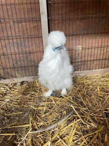 Silkie chickens