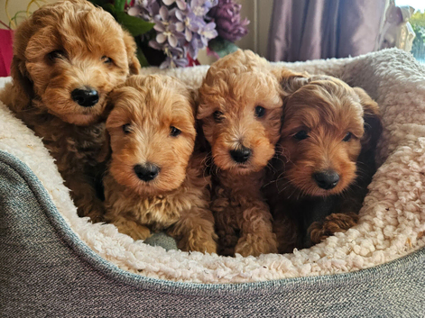 Ready, breeder, 4 dna clear red small miniature cockapoo litter