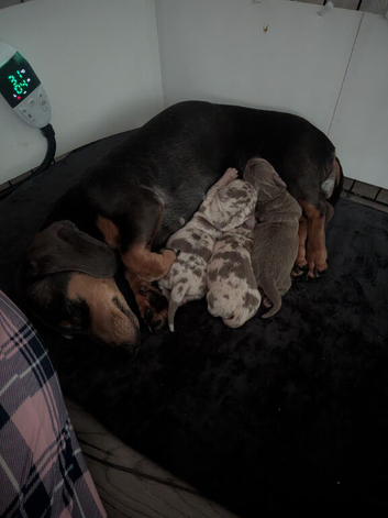 Beautiful miniature dachsund pups