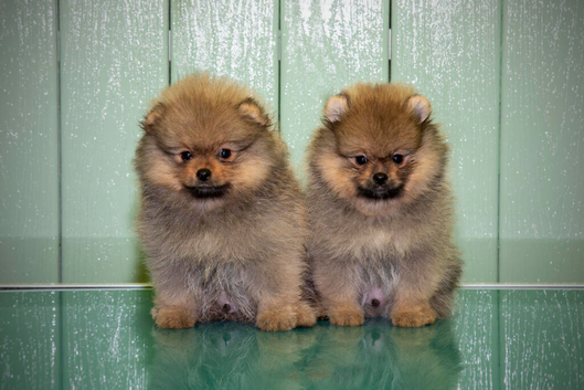 Beautiful Pomeranian Boys